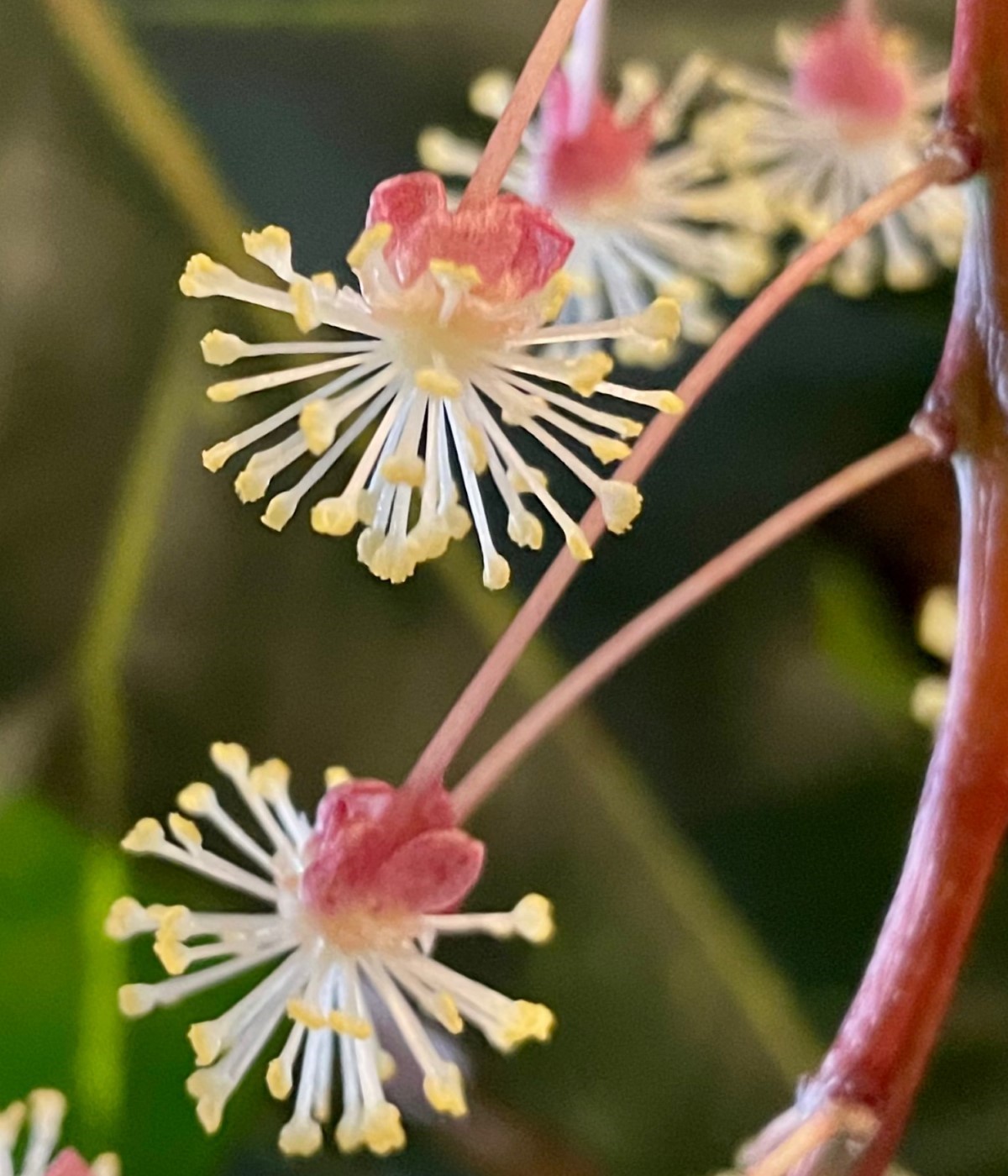 Conseils pour la floraison