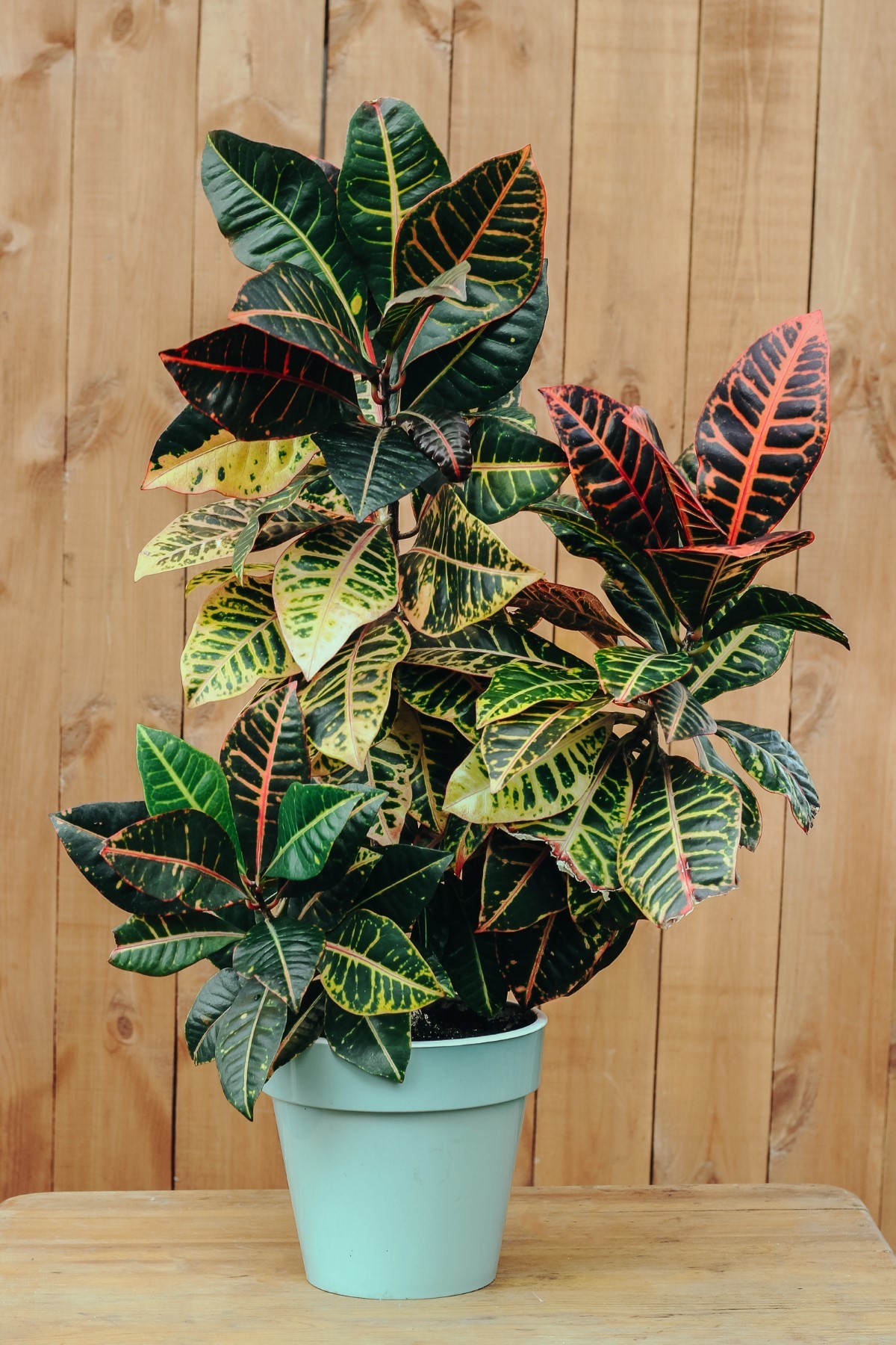 Croton Codiaeum