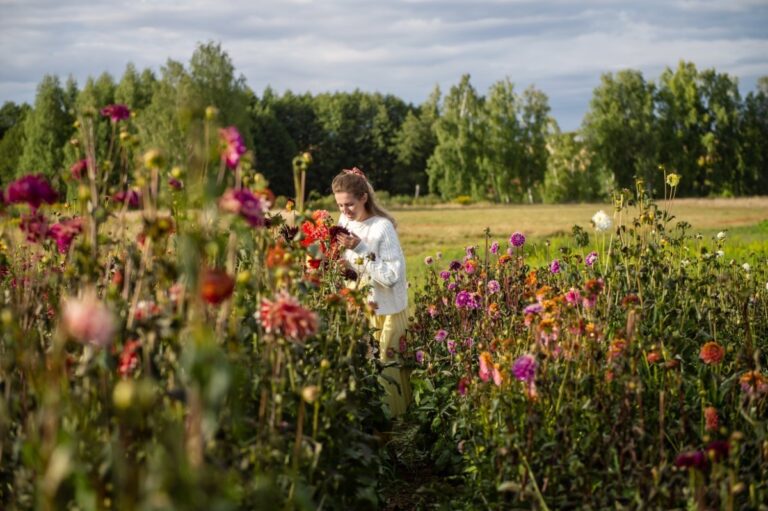 Culture et soins du dahlia