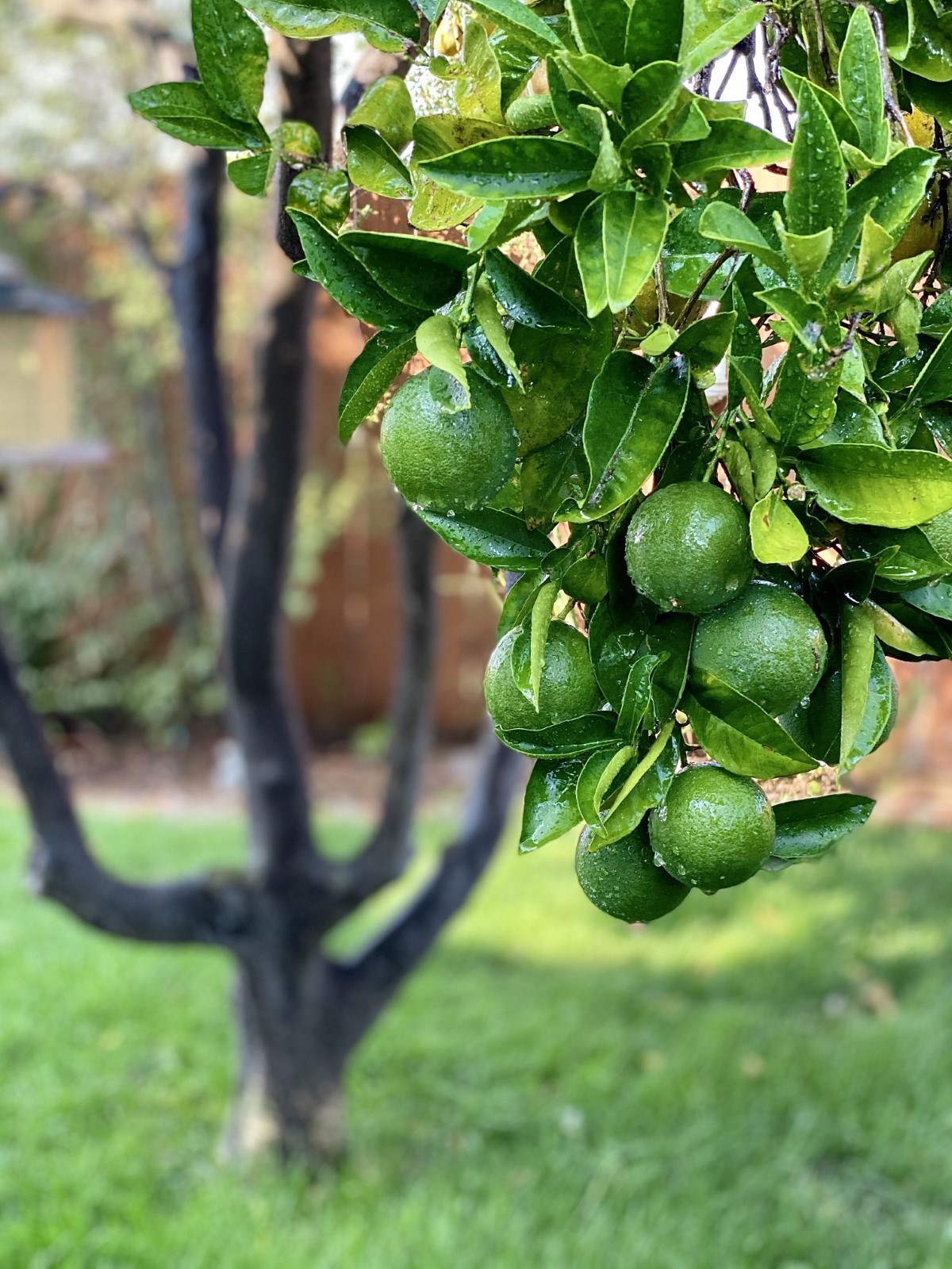 Les oranges vertes