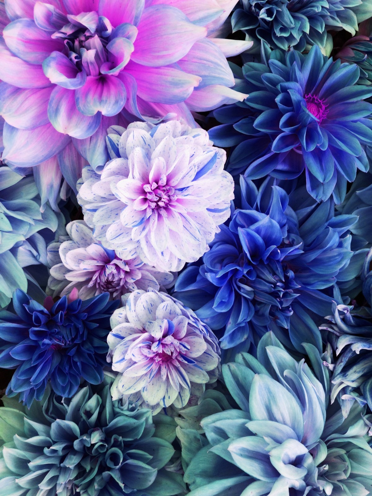 dahlia bleu dans un jardin