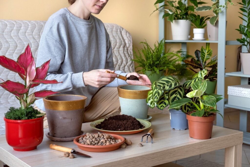 la plantation du Calathea