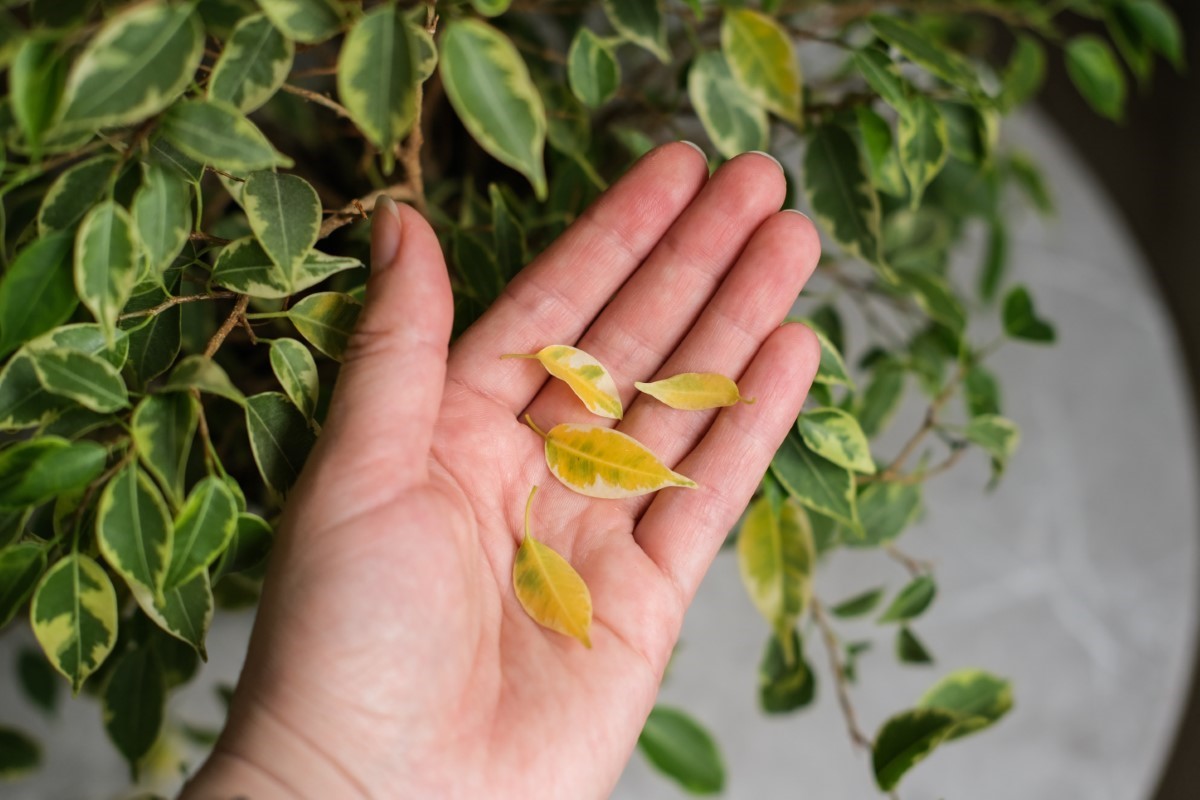 plantes d_intérieur qui jaunissent