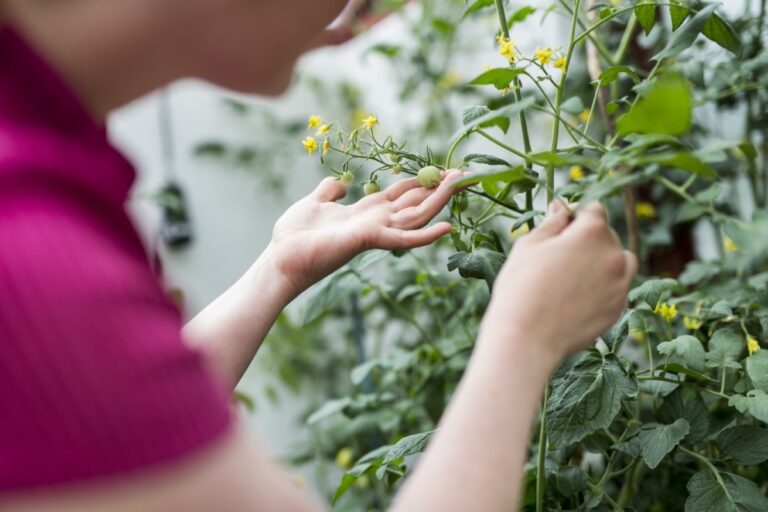 plants de tomates