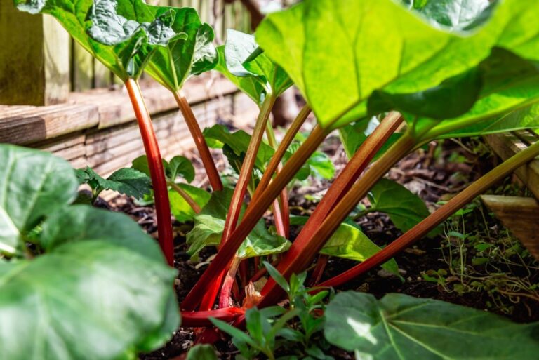 rhubarbe dans le jardin